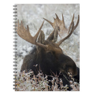 Carnet Élan mâle de Shiras