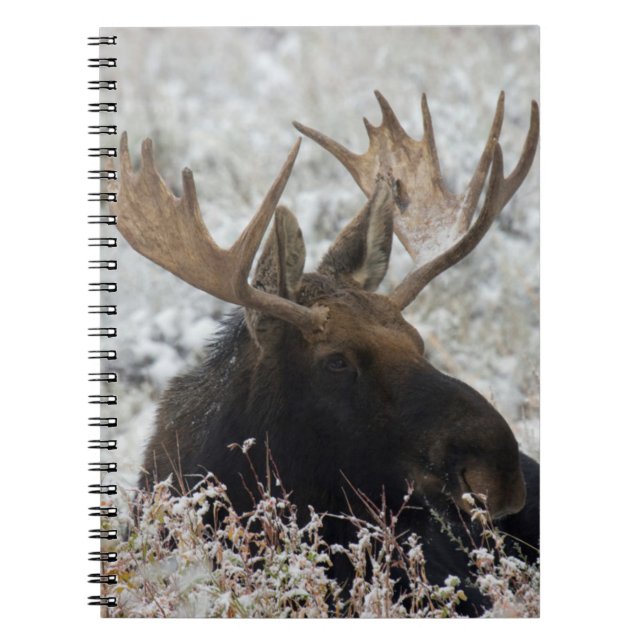 Carnet Élan mâle de Shiras (Devant)