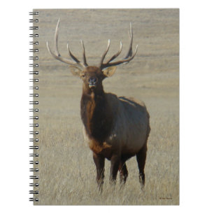 Carnet Élan mâle E59