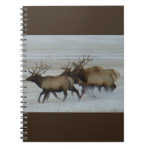 Elc taureau E64 courant dans la neige