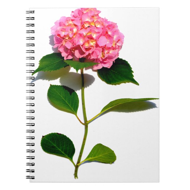 Carnet Elégante hydrangée rose fleurie rose (Devant)