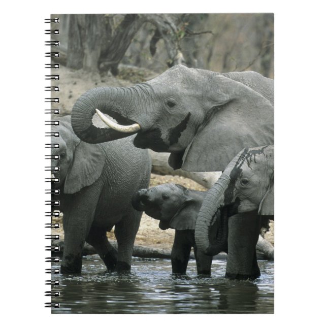 Carnet Éléphant d'Afrique, (Loxodonta africana), buvant (Devant)