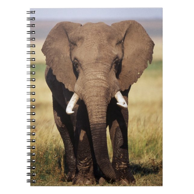 Carnet Éléphant de savane d'Afrique (Devant)