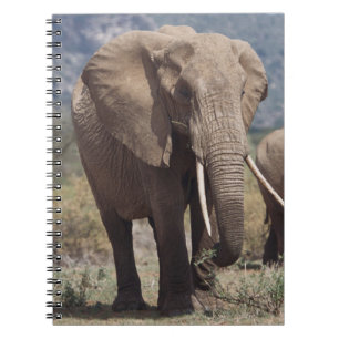 Carnet Éléphant mère marchant avec un éléphant jeune