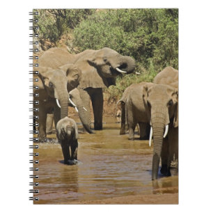 Carnet Éléphants d'Afrique, Loxodonta Africana, Samburu
