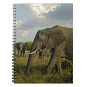 Carnet Éléphants d'Afrique paissant, Loxodonta africana,