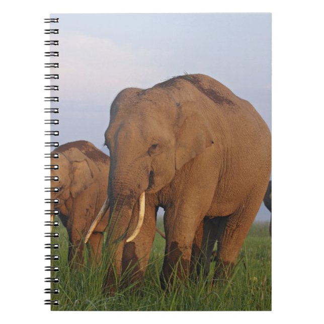 Carnet Éléphants indiens dans la prairie (Devant)