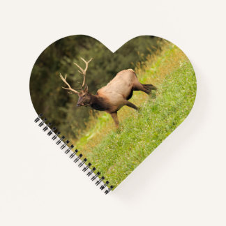 Carnet Elk