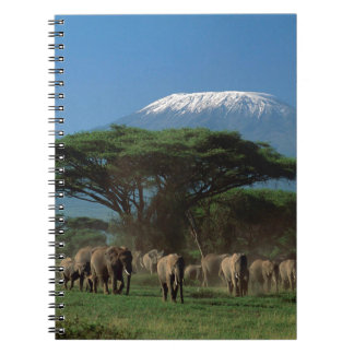 Carnet Elphants du Mont Kilimandjaro