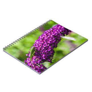 carnet énergétique katydid