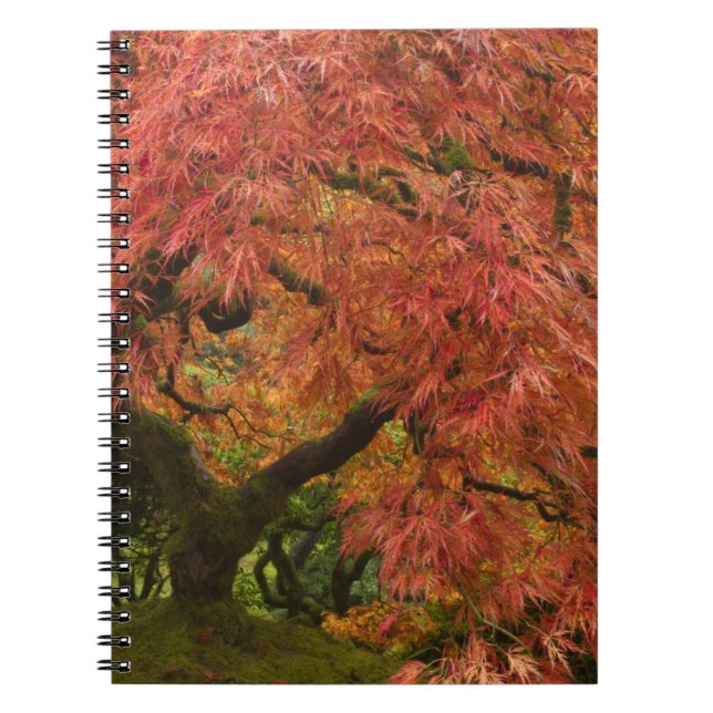 Carnet Érable japonais en couleur d'automne (Devant)
