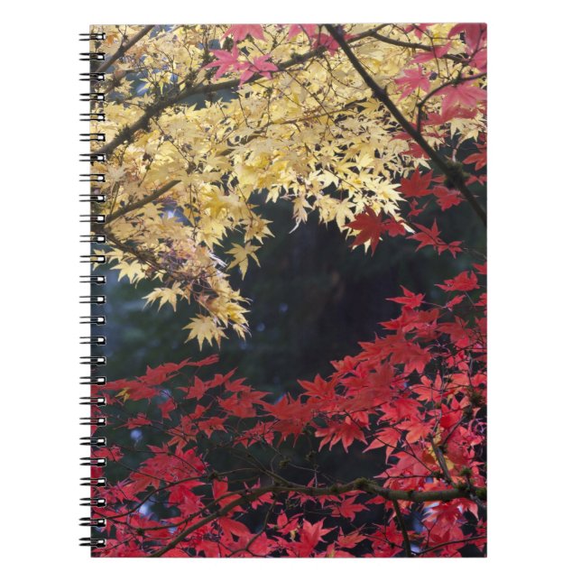 Carnet Érables en couleur d'automne (Devant)