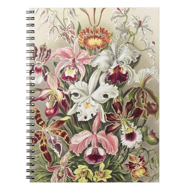Carnet ErnstHaeckel Vintage Botanical Orchid Illustration (Devant)