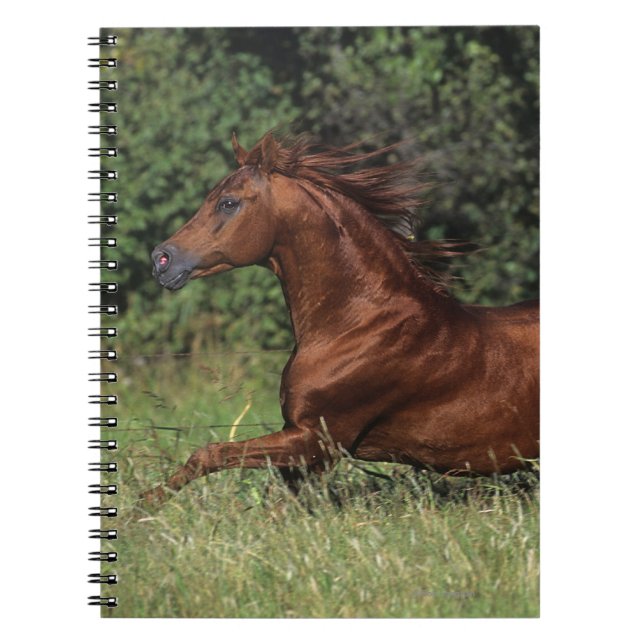 Carnet Étalon arabe fonctionnant dans l'herbe (Devant)