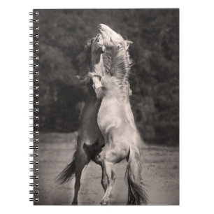 Carnet Étalons de danse