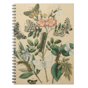 Carnet Étapes de la vie de papillon par le studio de