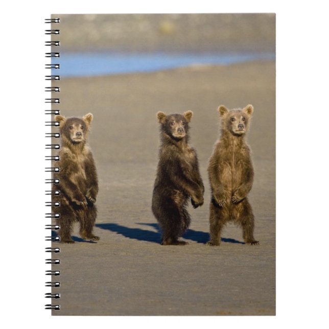 Carnet États-Unis. Alaska. Oursons brun côtiers (Devant)