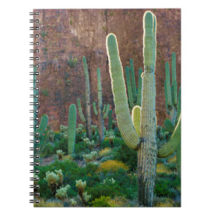 Carnet États-Unis, Arizona. Champ de cactus saguaro au pi
