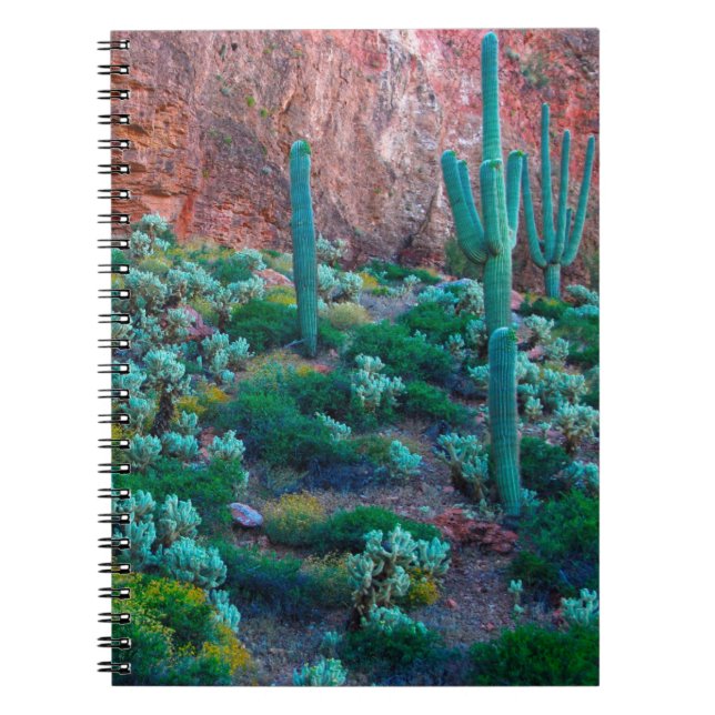 Carnet États-Unis, Arizona. Flore du désert (Devant)