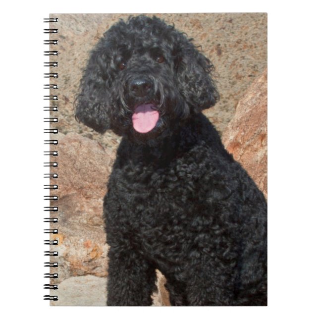 Carnet États-Unis, Californie. Labradoodle assis (Devant)