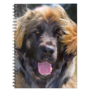 Carnet États-Unis, Californie. Portrait de Leonberger ass