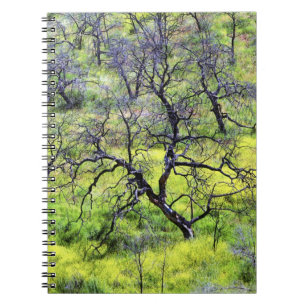 Carnet États-Unis, Californie, San Diego. Une forêt de ch