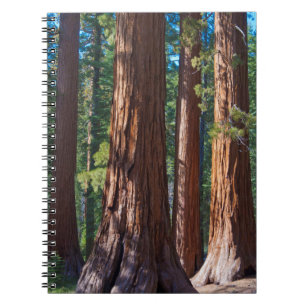 Carnet États-Unis, Californie. Troncs d'arbres Redwood, M