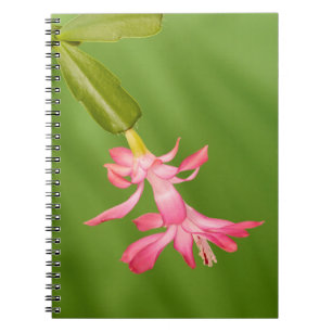 Carnet États-Unis, Colorado, Lafayette. Cactus de Noël