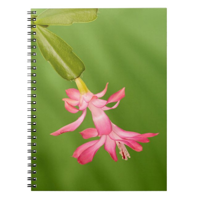 Carnet États-Unis, Colorado, Lafayette. Cactus de Noël (Devant)