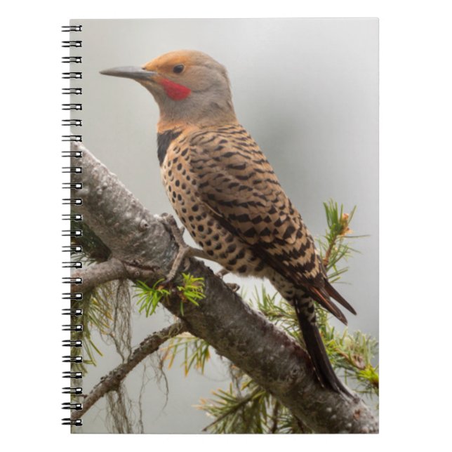 Carnet États-Unis, État de Washington. Pic flamboyant mâl (Devant)