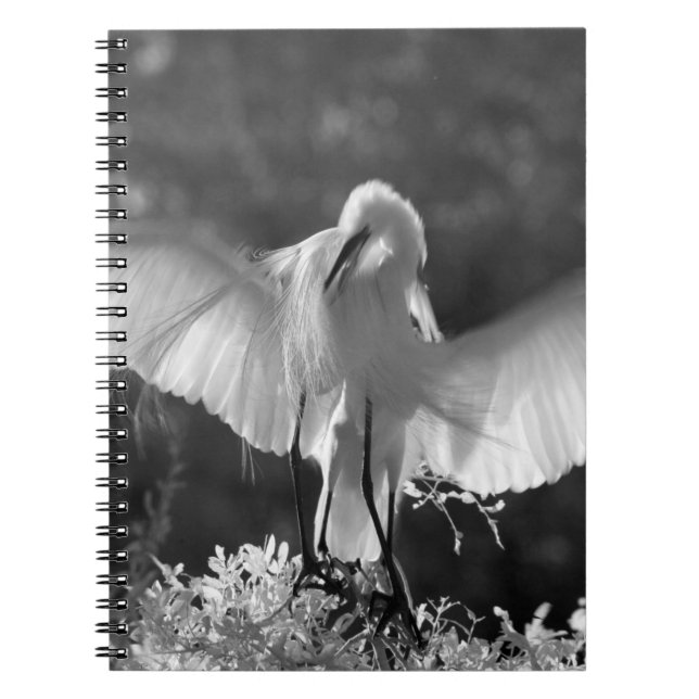 Carnet États-Unis, Floride, Grande Aigrette (Ardea alba)  (Devant)