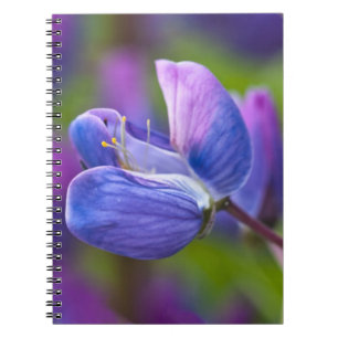 Carnet États-Unis, Maine, Parc national d'Acadia. Gros pl
