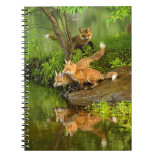 Carnet États-Unis, Minnesota, Sandstone, Faune du Minneso