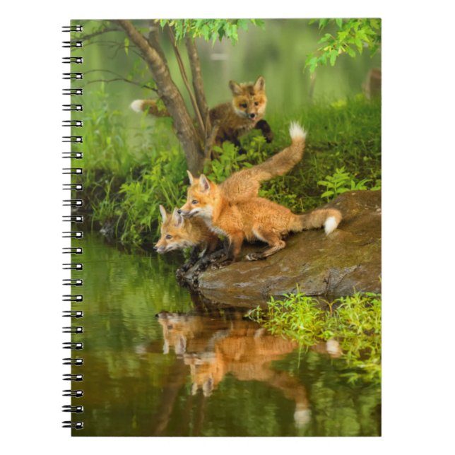 Carnet États-Unis, Minnesota, Sandstone, Faune du Minneso (Devant)