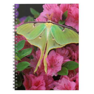 Carnet États-Unis, Pennsylvanie. Actias luna sur clématit