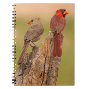 Carnet États-Unis, Texas, comté de Hidalgo. Couple de car