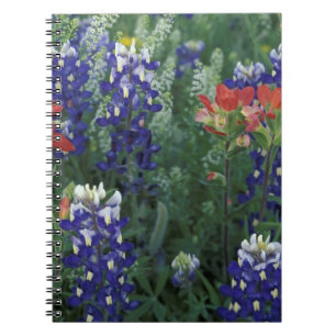 Carnet États-Unis, Texas Hill Country. Bluebonnets et