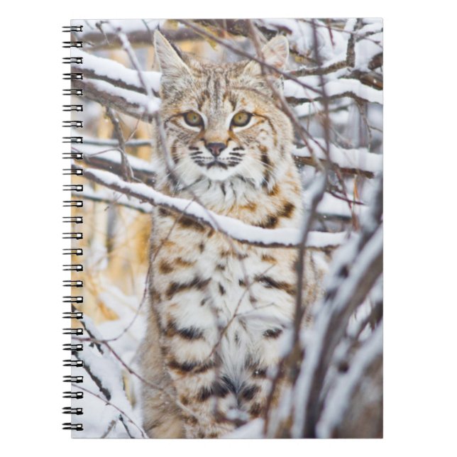 Carnet États-Unis, Wyoming, Bobcat (Devant)
