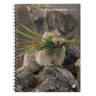 Carnet Été - American Pica