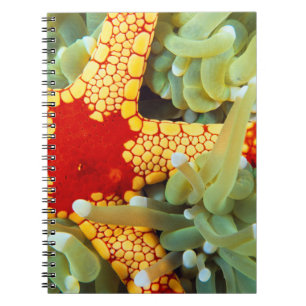 Carnet Étoile de mer rouge et jaune