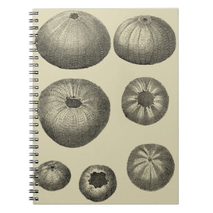 Carnet Étoiles de mer noires et blanches