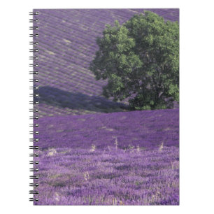 Carnet Europe, France, Provence, Sault, Champs de lavande