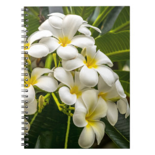 Carnet exotique de Plumeria d'île