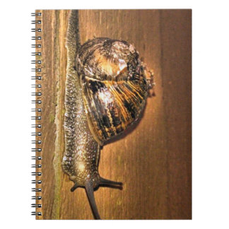 Carnet Explorer vers la terre - Macro de l'escargot sur l
