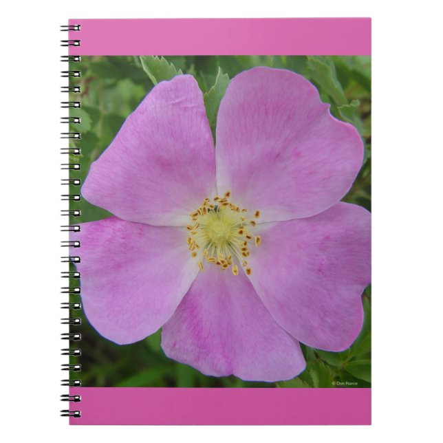 Carnet F11 Rose sauvage "Rosa arkansana" (Devant)