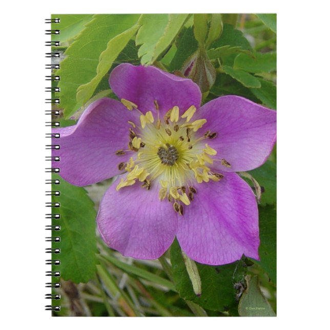 Carnet F13 Rose sauvage Rosier sauvage de l'Alberta (Devant)