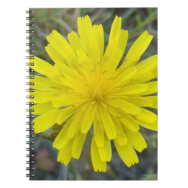 Carnet F16 Jaune Fleur sauvage King diable (Devant)