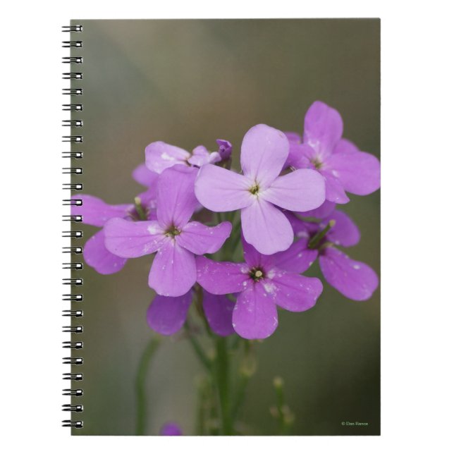 Carnet F19 Fleurs sauvages violettes Dames Rocket (Devant)