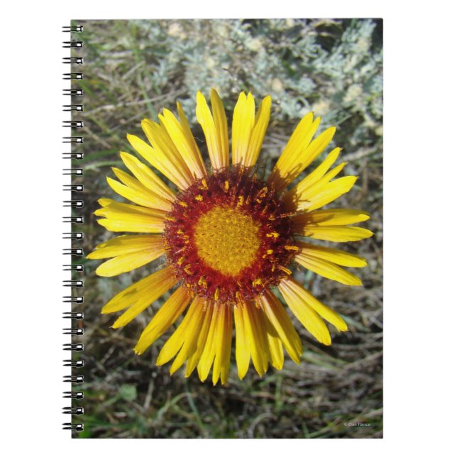 Carnet F1 Gaillardia fleur sauvage jaune (Devant)