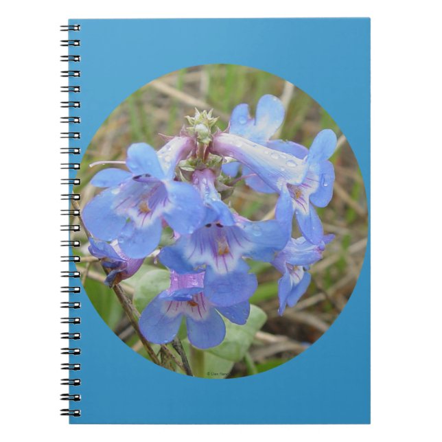 Carnet F28 Fleurs sauvages bleus mince Bleu Langue d'orei (Devant)